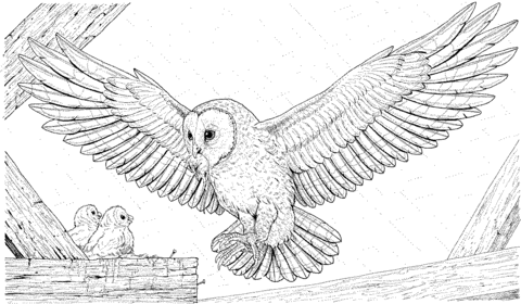 Barn Owl Brings A Prey For Its Babies Coloring Page